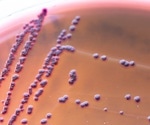 Gut bacteria may help explain why fatigue appears before illness