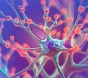 Blood proteins reveal which aging cells may raise disease risk