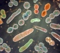 Gut microbes may help explain why obesity and type 2 diabetes become harder to reverse