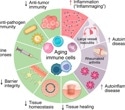 Aging immune cells may explain why autoimmunity rises later in life
