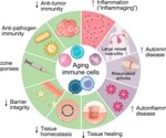 Aging immune cells may explain why autoimmunity rises later in life