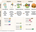 Synthetic gut communities reveal how diet rewires the microbiome