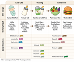 Synthetic gut communities reveal how diet rewires the microbiome