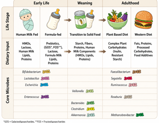 Synthetic gut communities reveal how diet rewires the microbiome