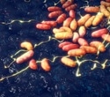 Plague emerged earlier than thought and hit hunter-gatherers hard