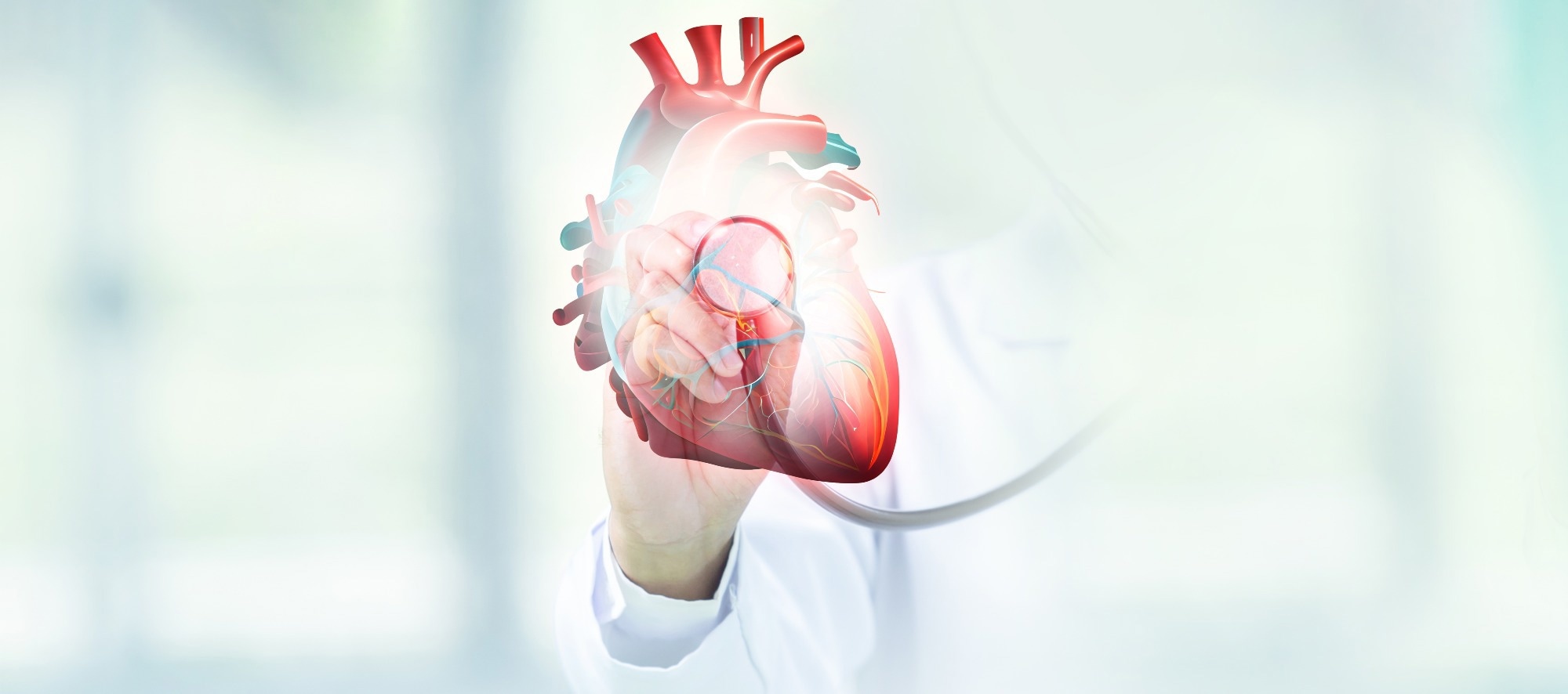 Scientists trace cardiac aging to a fading regulator in heart muscle cells