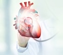 Scientists trace cardiac aging to a fading regulator in heart muscle cells