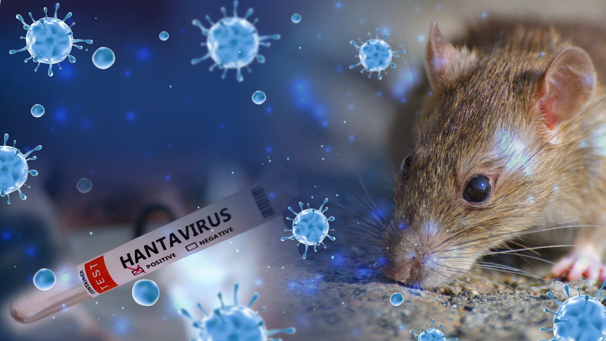 Rapid Communication: Andes virus outbreak linked to expedition cruise ship travel, multi-country investigation and response, April to June 2026. Image Credit: HD-Warrior80 / Shutterstock