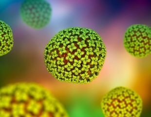 Scientists discover 70 existing drugs that block deadly hantavirus infections