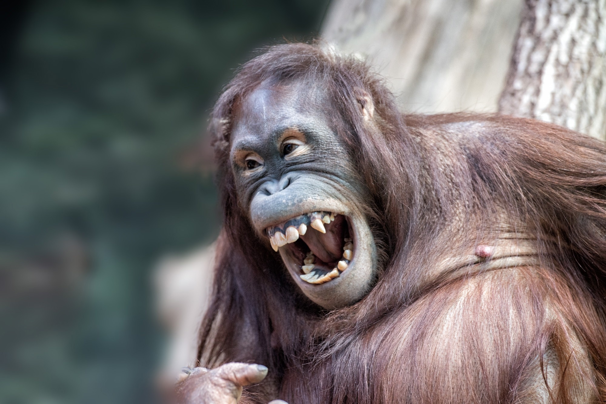 Great ape laughter reveals how human vocal control evolved