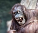 Great ape laughter reveals how human vocal control evolved