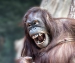 Great ape laughter reveals how human vocal control evolved