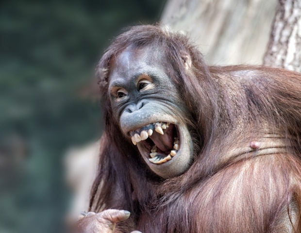 Great ape laughter reveals how human vocal control evolved