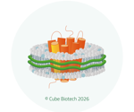 Unlocking the untapped 90%: Membrane protein purification as a three hours routine workflow