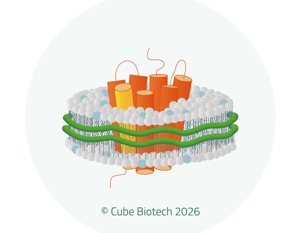 Unlocking the untapped 90%: Membrane protein purification as a three hours routine workflow