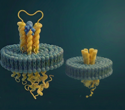 Unlocking the untapped 90%: Membrane protein purification as a three hours routine workflow