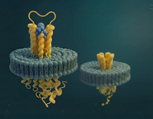 Unlocking the untapped 90%: Membrane protein purification as a three hours routine workflow