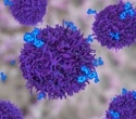 Memory B cells reveal how nasal vaccines could stop respiratory infections earlier