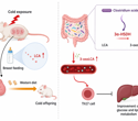 Cold-exposed mothers pass metabolic protection to male rat offspring through milk