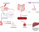 Cold-exposed mothers pass metabolic protection to male rat offspring through milk