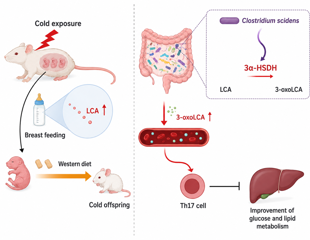 Cold-exposed mothers pass metabolic protection to male rat offspring through milk