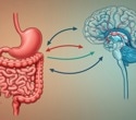 Gut microbiota may shape eating behavior and guide new obesity treatments