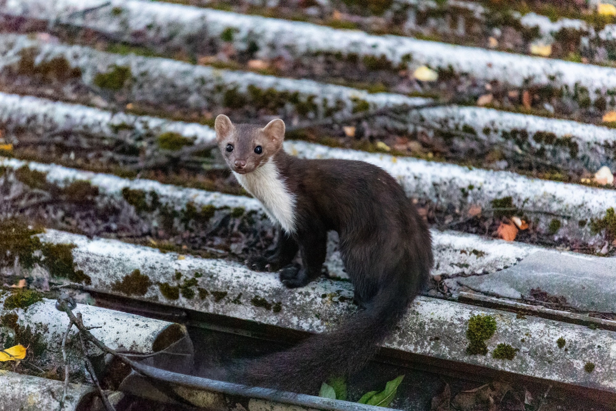 Wild carnivores reveal wider West Nile and Usutu virus exposure in the Netherlands