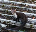 Wild carnivores reveal wider West Nile and Usutu virus exposure in the Netherlands