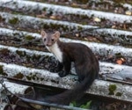 Wild carnivores reveal wider West Nile and Usutu virus exposure in the Netherlands