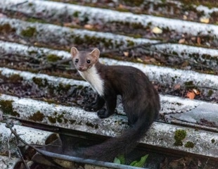 Wild carnivores reveal wider West Nile and Usutu virus exposure in the Netherlands