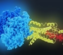 GLP-1 receptor activation linked to lower depression and bipolar disorder odds