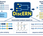 Genome-mining tool reveals new antibiotic hidden in a silent gene cluster