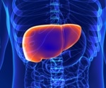 Study tests chronotype’s liver link and finds no significant association