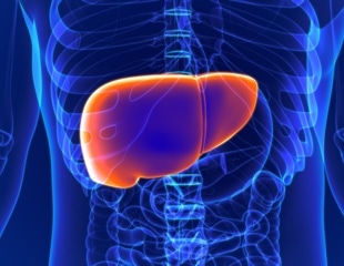 Study tests chronotype’s liver link and finds no significant association