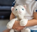 Stuffed toys can release short-chain PFAS into saliva, study finds
