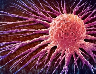 Thymulin curbs age-related inflammation and slows breast tumors in mice