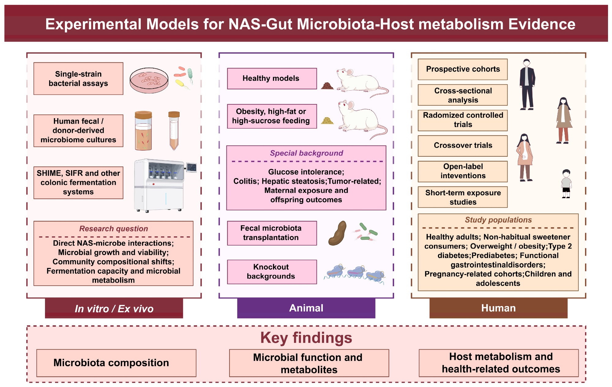 Experimental models for studies of NASs, gut microbiota and host-related outcomes.