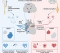 Two heart nerve cell types sustain cardiac stability in mice