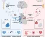 Two heart nerve cell types sustain cardiac stability in mice