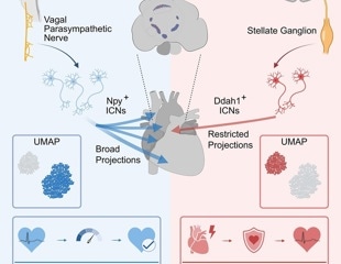 Two heart nerve cell types sustain cardiac stability in mice