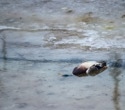 Wild bird surveillance reveals how H5Nx flu keeps returning to China