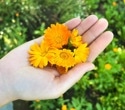 This edible flower could do more than brighten a plate