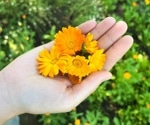 This edible flower could do more than brighten a plate