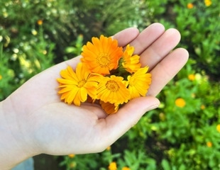 This edible flower could do more than brighten a plate