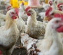 How intensive poultry farming accelerated the evolution of Campylobacter