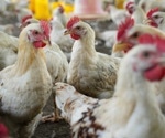 How intensive poultry farming accelerated the evolution of Campylobacter