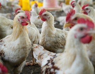 How intensive poultry farming accelerated the evolution of Campylobacter