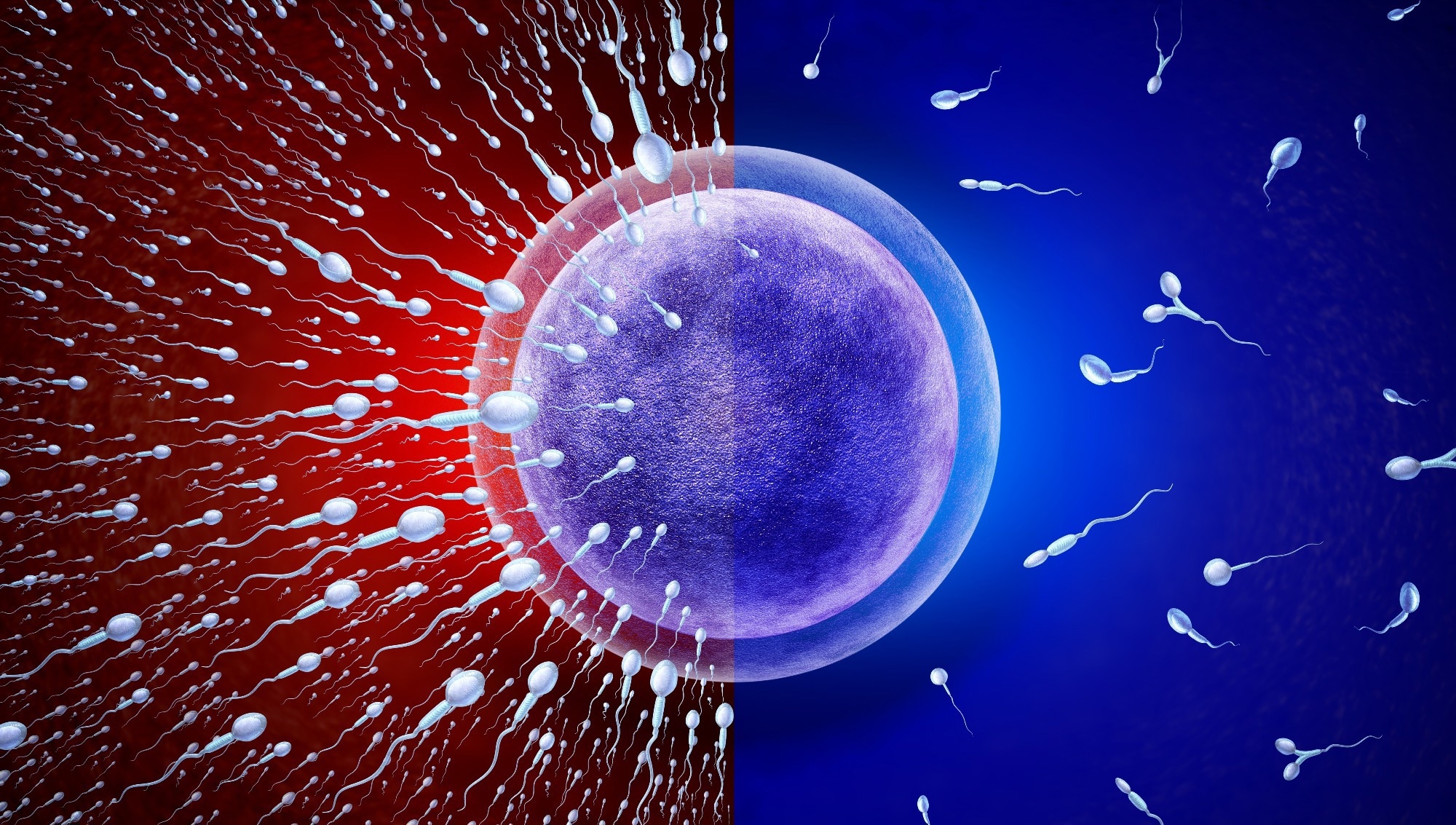 Study: Body fat percentage in relation to semen characteristics, testicular volume, and reproductive hormones: a cross-sectional study. Image Credit: Lightspring / Shutterstock