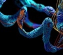 Restricting select amino acids may mimic protein restriction’s healthy aging benefits