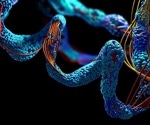 Restricting select amino acids may mimic protein restriction’s healthy aging benefits